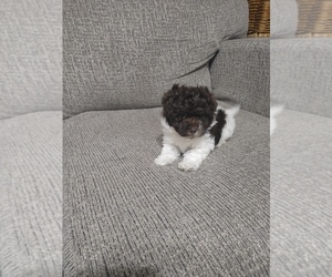 Poodle (Toy) Puppy for sale in WORCESTER, MA, USA