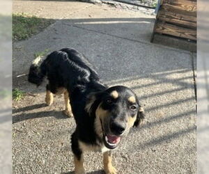 Australian Shepherd-Unknown Mix Dogs for adoption in Oak Bluffs, MA, USA