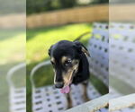 Small #1 Coonhound-Golden Retriever Mix