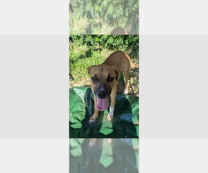 Boxer Dogs for adoption in Austin, TX, USA