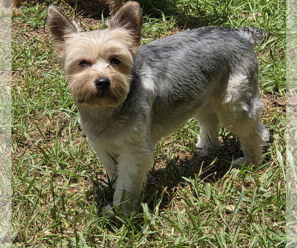 Medium Photo #1 Mutt Puppy For Sale in Spring, TX, USA