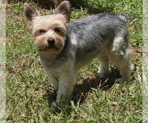 Mutt Dogs for adoption in Spring, TX, USA
