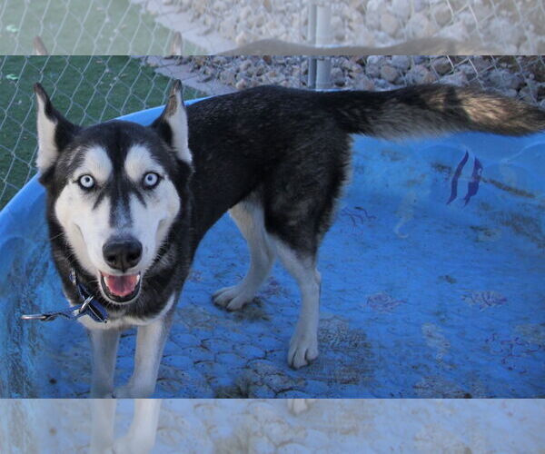 Medium Photo #3 Siberian Husky Puppy For Sale in Randleman , NM, USA