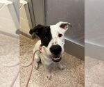 Small American Pit Bull Terrier-German Shepherd Dog Mix