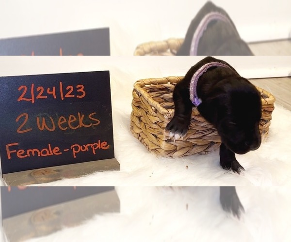 Medium Photo #7 Great Dane Puppy For Sale in SALISBURY, MD, USA