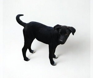 Labrador Retriever-Unknown Mix Dogs for adoption in Croydon, NH, USA