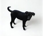 Small Labrador Retriever Mix