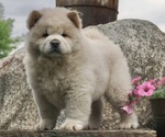 Puppy Ruger AKC Chow Chow
