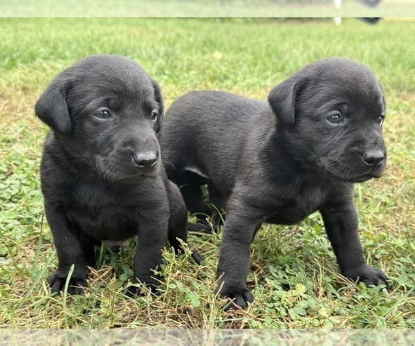 Medium Photo #6 Labrador Retriever Puppy For Sale in SIOUX CENTER, IA, USA