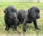 Small #5 Labrador Retriever