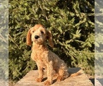 Small #1 Goldendoodle (Miniature)