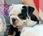 Small Photo #1 Bulldog Puppy For Sale in PEACHLAND, NC, USA