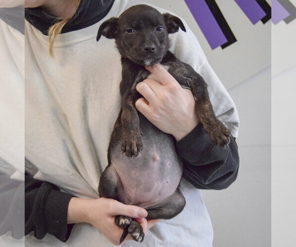 Medium Photo #4 Jack Russell Terrier-Unknown Mix Puppy For Sale in Huntley, IL, USA