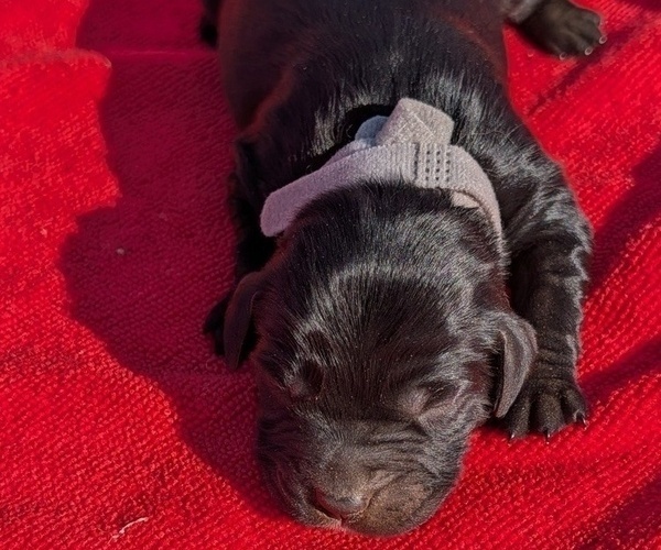 Medium Photo #13 Boykin Spaniel-Goldendoodle Mix Puppy For Sale in MORGANTON, NC, USA