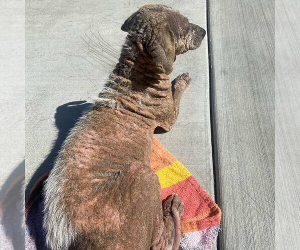 Medium Photo #3 Mutt Puppy For Sale in Newport Beach, CA, USA