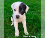 Small Boxer Mix