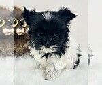Small #13 Yorkshire Terrier