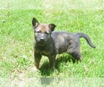 Small #3 German Shepherd Dog