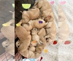 Small Photo #54 Golden Retriever Puppy For Sale in EXTON, PA, USA
