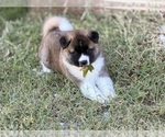 Litter of 3 - Female AkitaLitter of Puppies for Sale - Photo #6