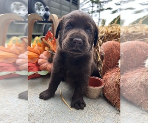 Labrador Retriever Puppy for Sale in NEOLA, West Virginia USA
