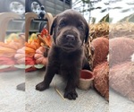 Image preview for Ad Listing. Nickname: AKC Chocolates