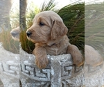 Small Photo #5 Goldendoodle Puppy For Sale in PROSPECT, VA, USA