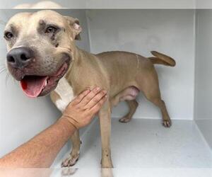 American Staffordshire Terrier-Unknown Mix Dogs for adoption in Houston, TX, USA