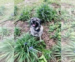 Small Photo #1 Norwegian Elkhound Puppy For Sale in PAGELAND, SC, USA
