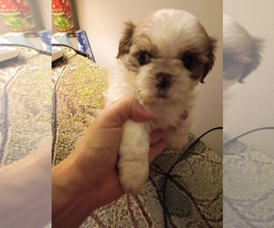 Shih Tzu Puppy for sale in PRINCETON, IN, USA