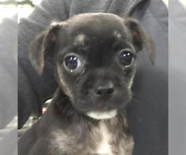 Medium Photo #1 Chihuahua Puppy For Sale in Riverside, CA, USA