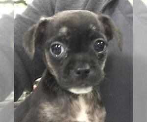 Chihuahua Dogs for adoption in Riverside, CA, USA