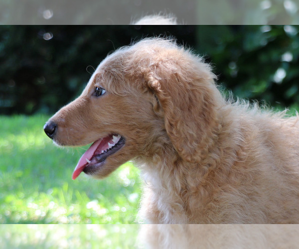 Medium Photo #4 Goldendoodle Puppy For Sale in KERNERSVILLE, NC, USA