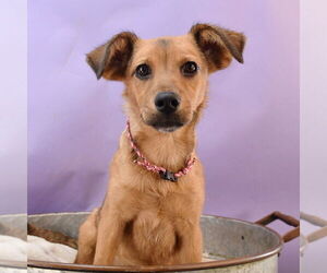 Australian Shepherd-German Shepherd Dog Mix Dogs for adoption in Sheridan, CO, USA