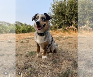 Father of the Aussie-Corgi puppies born on 03/16/2023