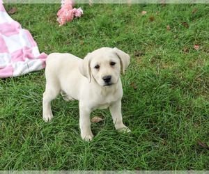 Labrador Retriever Puppy for sale in SYRACUSE, IN, USA