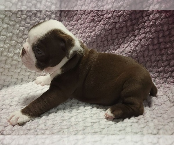 Medium Photo #4 Olde English Bulldogge Puppy For Sale in ATHOL, ID, USA