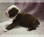 Small #3 Olde English Bulldogge