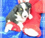 Puppy 1 English Shepherd-Miniature Australian Shepherd Mix