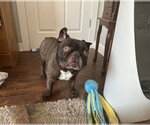Small #7 French Bulldog