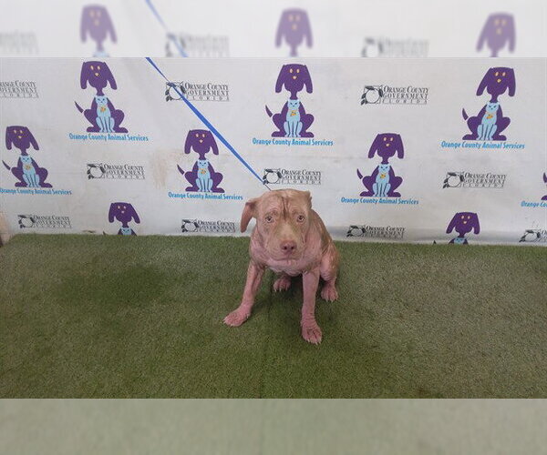Medium Photo #1 Mutt Puppy For Sale in Orlando, FL, USA
