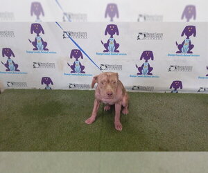 Mutt Dogs for adoption in Orlando, FL, USA