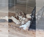 Small #16 Australian Shepherd-Siberian Husky Mix