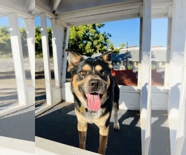 Medium Photo #2 Australian Shepherd-German Shepherd Dog Mix Puppy For Sale in Seal Beach, CA, USA