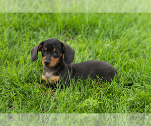 Dachshund Puppy for sale in NAPPANEE, IN, USA