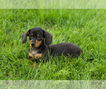 Small Dachshund