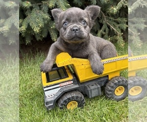 French Bulldog Puppy for sale in MIDDLEBURY, IN, USA