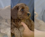 Small #2 Goldendoodle (Miniature)