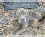 Small American Bulldog Mix