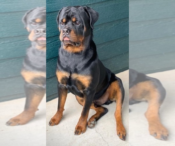 Medium Photo #8 Rottweiler Puppy For Sale in AURORA, CO, USA